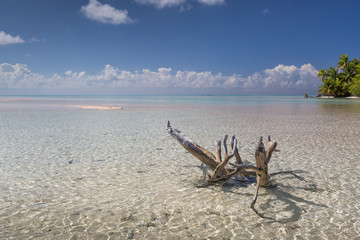 tree on the pink lagoon of rangiroa