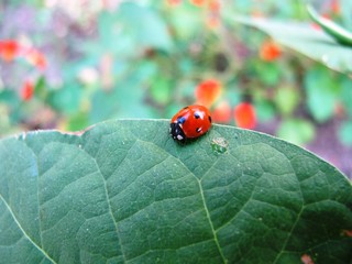 Coccinelle