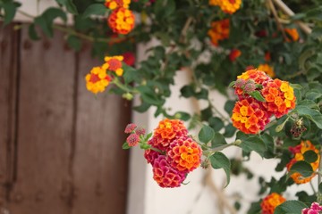 Colorful flowers at the door