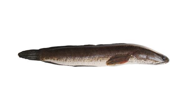 Snakehead fish isolated on white background.