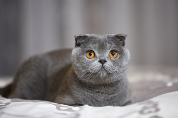 scottish fold gatto grigio