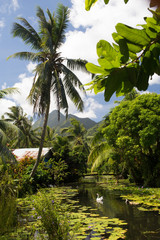 Obraz premium river across a tropical garden 