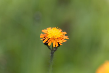 Orange hawkweed (Pilosella aurantiaca)