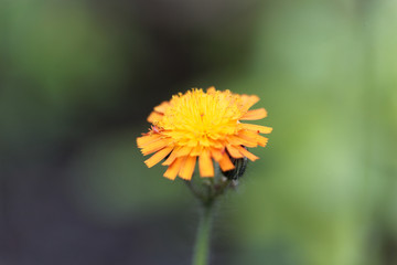 Orange hawkweed (Pilosella aurantiaca)