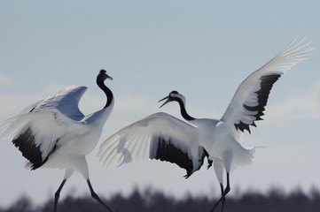 Dancing Lovely Japanese Cranes　丹頂の舞い