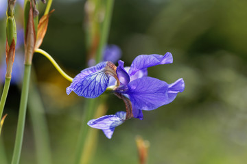 Siberian iris (Iris sibirica)