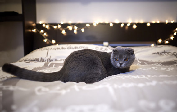 scottish fold gatto grigio