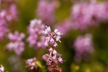 Spike heath (Bruckenthalia spiculifolia)