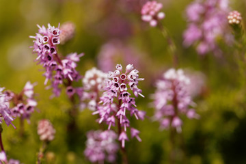 Spike heath (Bruckenthalia spiculifolia)