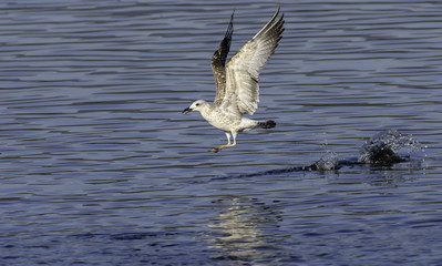 Juvenile Yellow-legged Gull Caught a Fish