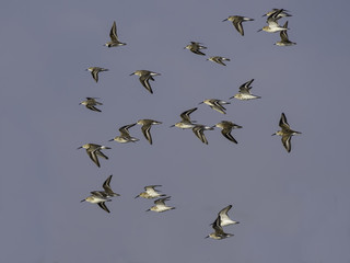 Flock of Dunlins in Flight