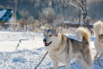 Huskies. Riding haskiya in the winter.