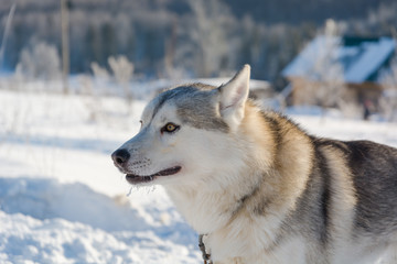 Huskies. Riding haskiya in the winter.