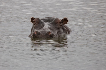 Peeking Hippo
