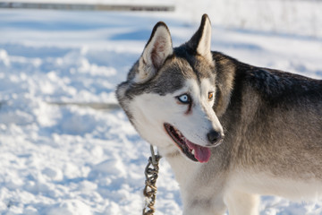 Huskies. Riding haskiya in the winter.
