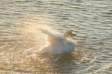 水しぶきを上げる白鳥　Swan splash