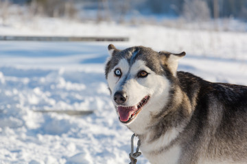 Huskies. Riding haskiya in the winter.