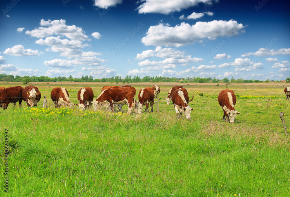 Wall mural Cows grazing on pasture