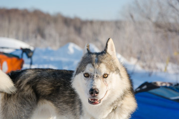 Huskies. Riding haskiya in the winter.