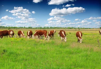 Tuinposter Koe Cows grazing on pasture