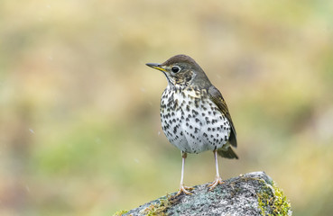 song thrush