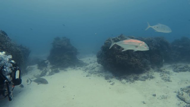 A shot underwater of a man having an escapade. A zebra shark is seen swimming with other types of fish.