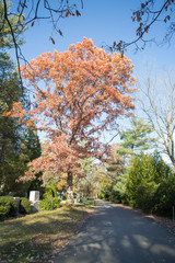Naklejka premium colorful tree in a cemetery