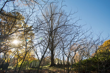 naked tree at cementery