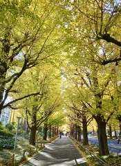 Naklejka premium 銀杏並木