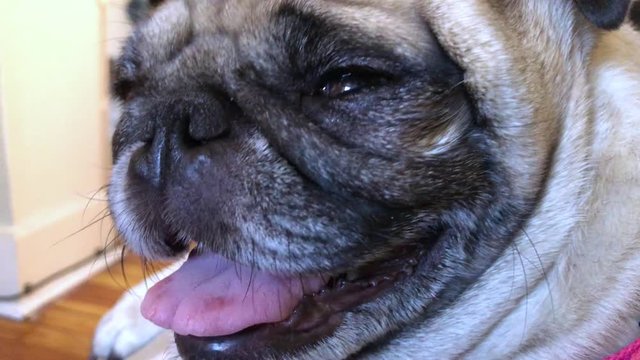 An extreme close up shot of a pug dog's face as she pants.  	