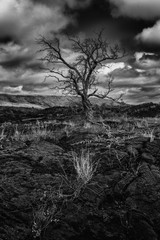 a old tree of big island