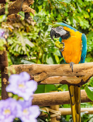 Blue-and-yellow Macaw - Ara Ararauna