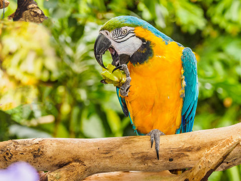 Blue-and-yellow Macaw - Ara Ararauna
