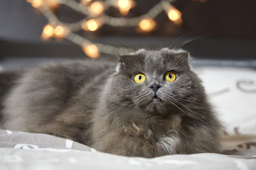 British Longhair gatto