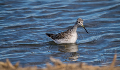 greater yellowleg shore bird hunting in the bay