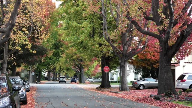 4K HD Video of Liquid Amber, or American sweetgum trees in Autumn lining a quiet residential street zooming in on leaves falling 