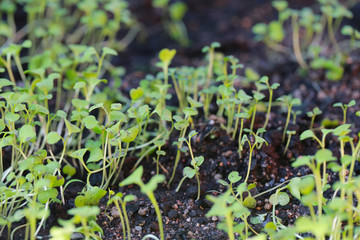 Seedlings of vegetables on the ground.