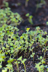 Seedlings of vegetables on the ground.