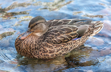 Duck In Mont-Tremblant, Qc