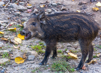 Baby Black Boar Smiling