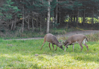Deers Fighting