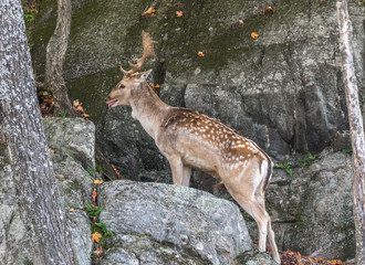 Baby Deer Rock Climbing