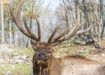 Elk Posing for Posterity