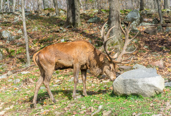 Elk Pushing Big Stone