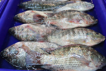 Fresh Tilapia fish in the blue plastic container.
