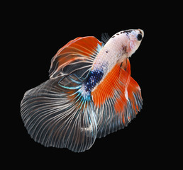 Betta fish, siamese fighting fish, betta splendens (Halfmoon betta.)isolated on black background.