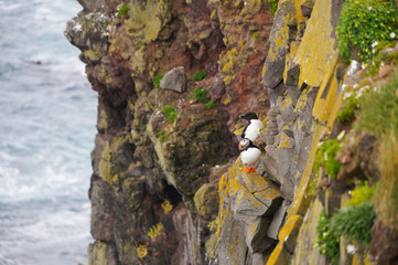 Atlantic Puffin and Common guillemot  at Latrabjarg cliffs, Iceland.