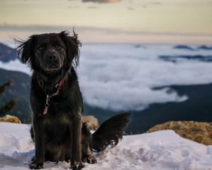 Dog on a Snowy Hike