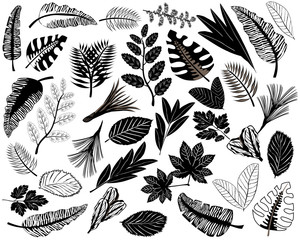 Black icons of leaves of different plants. Set of tropical leaves. Black silhouettes of leaves isolated on a white background. The leaves of the trees. Vector illustration in flat style.