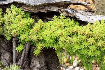 cactus plants in garden background